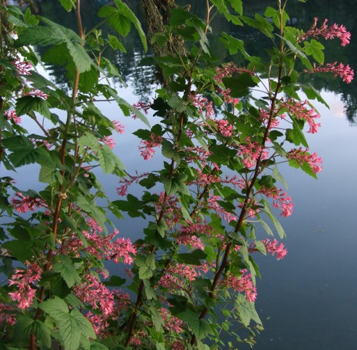 Red flowering Currant